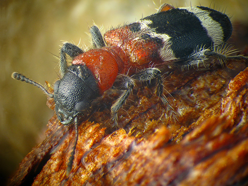 Cleridae: Thanasimus formicarius